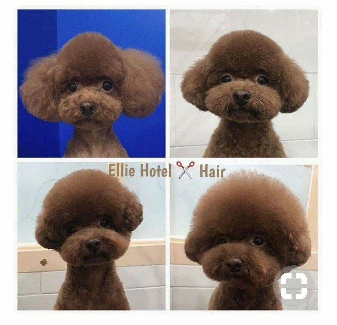 Той пудель корейская стрижка