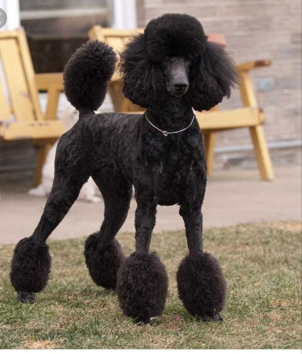 Королевский пудель Континенталь