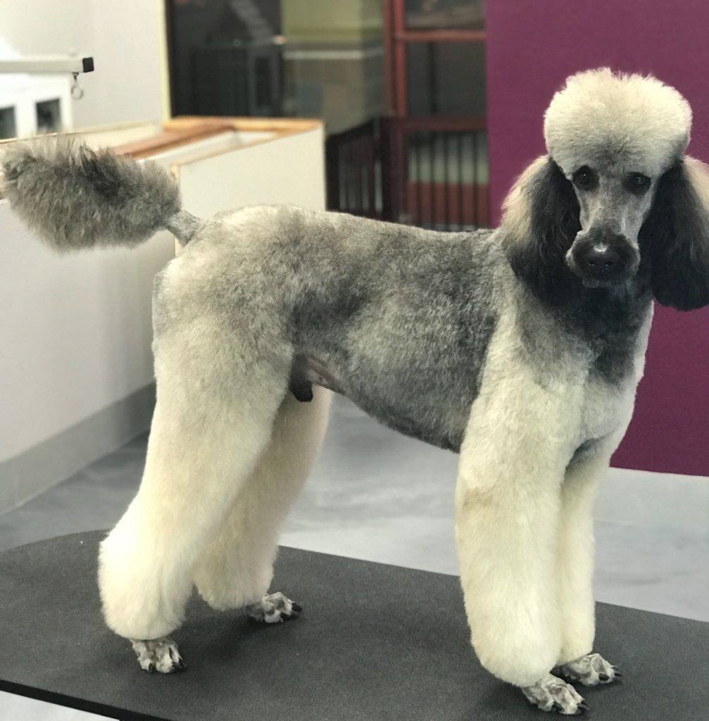 Собаки маленьких пород фото