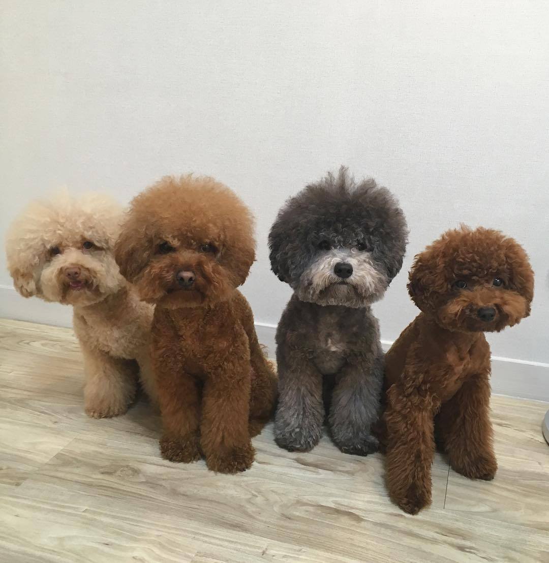 Бишон груминг