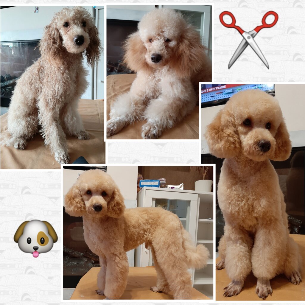 Пудель стрижка игрушечный Медвежонок