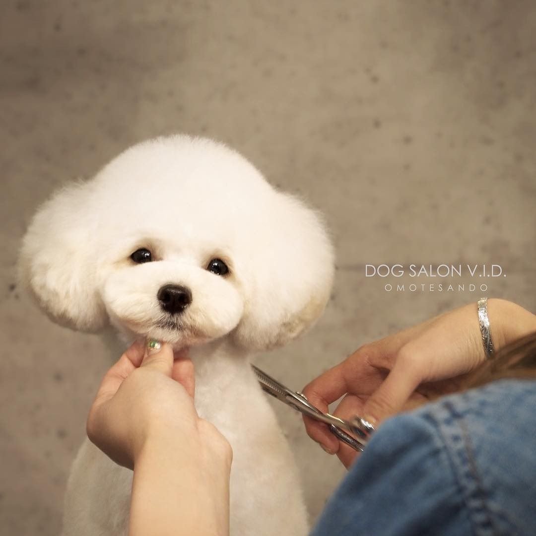 Груминг стрижка Бишон фризе