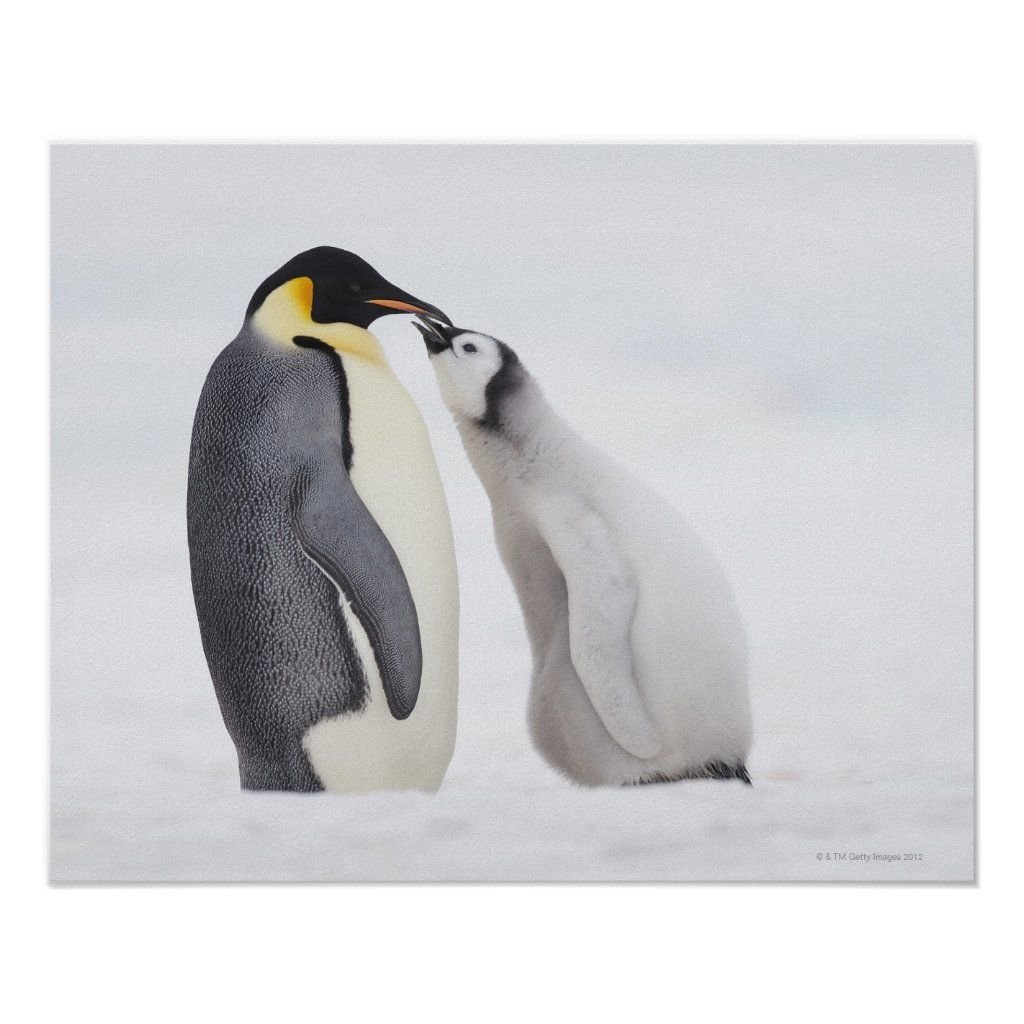 Императорский пингвин чемпион по нырянию среди пингвинов. Императорский Пингвин Aptenodytes forsteri. Ушуайя пингвины. Императорский Пингвин детеныш. Пингвины моногамны.