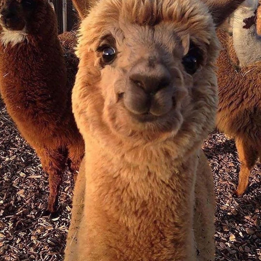 Лама с челкой