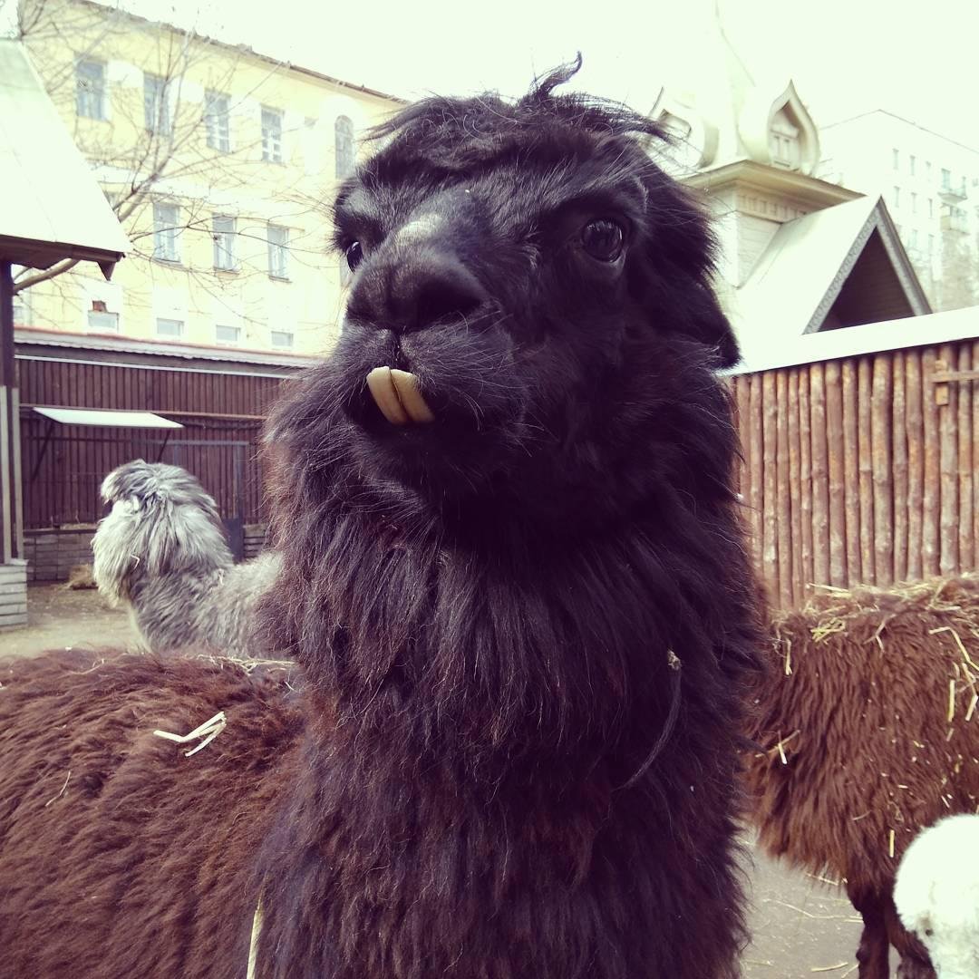 Черная лама