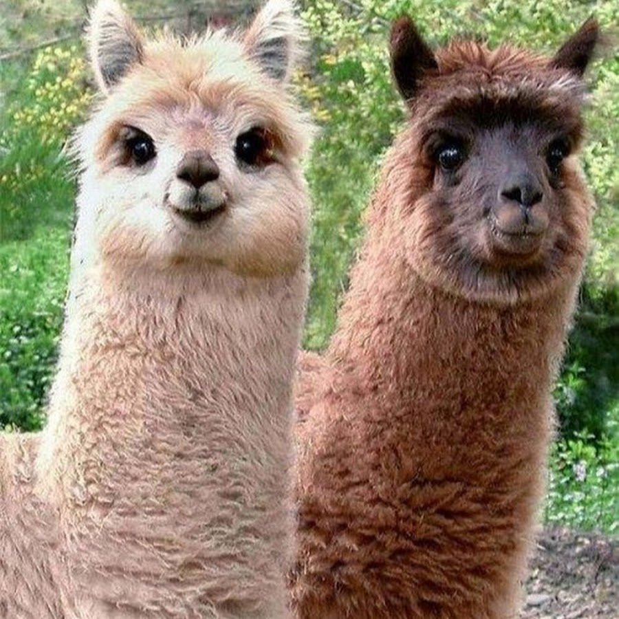 Альпака Педро