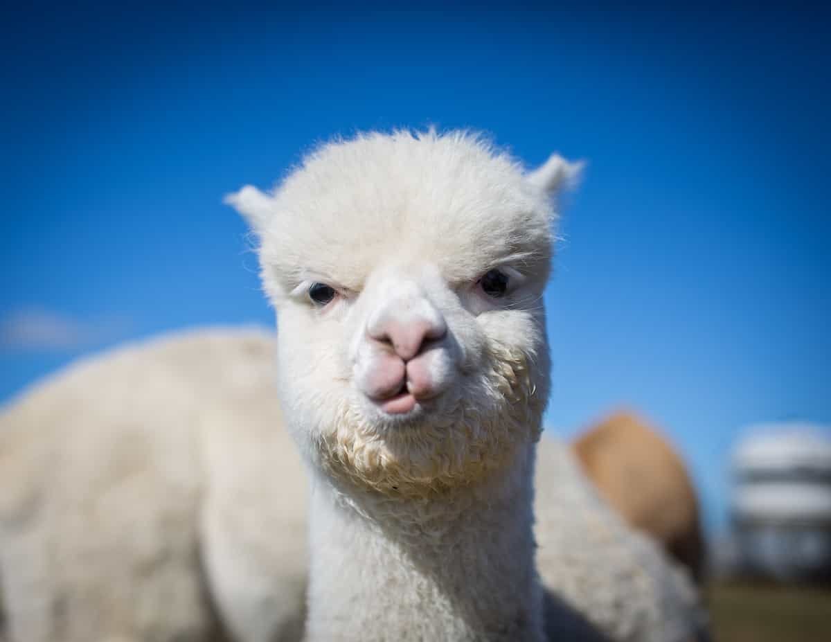 Лама на аву