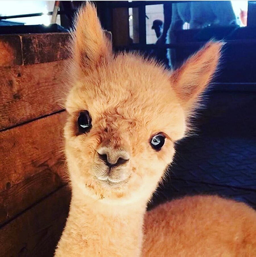 Альпака прическа