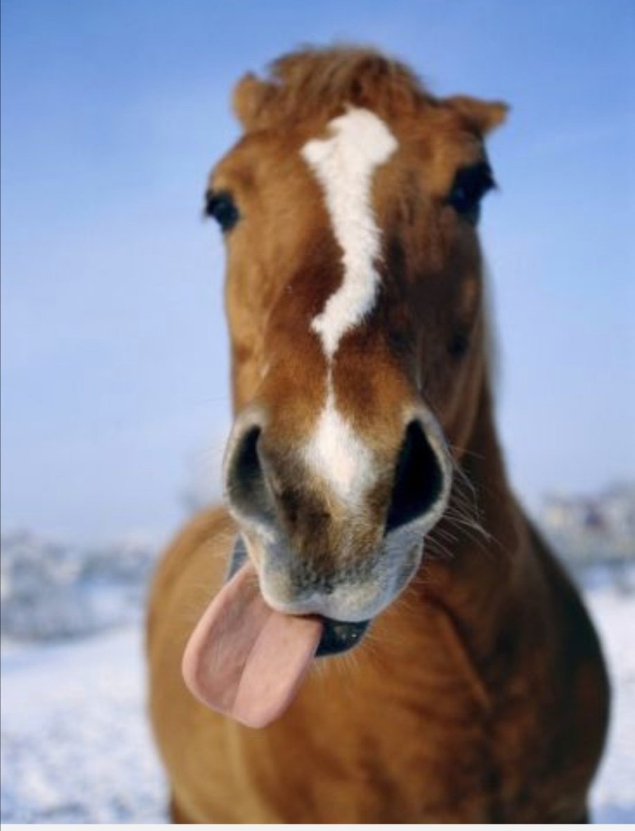 Лошадка язык. Лошадь показывает язык. Морда лошади. Лошадь с высунутым языком. Смешная морда лошади.