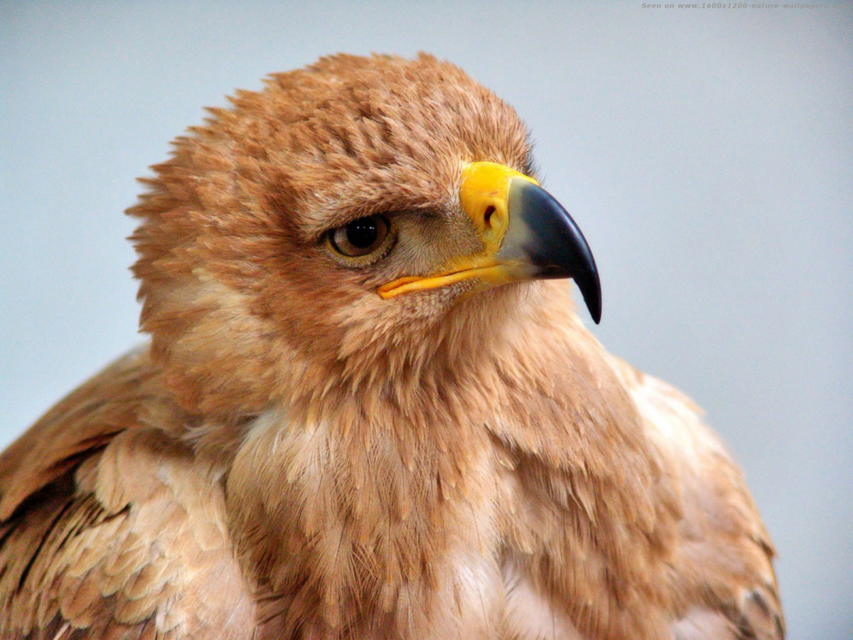 Орел с орлятами