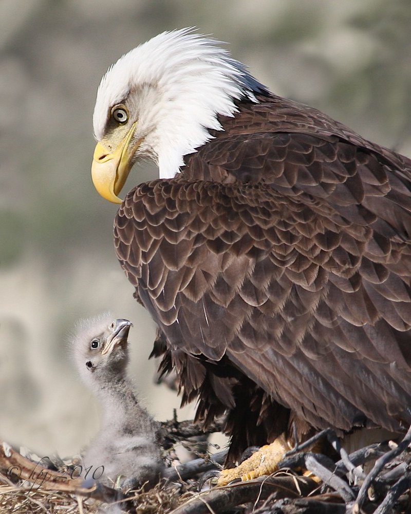 Белоголовый Орлан птенец