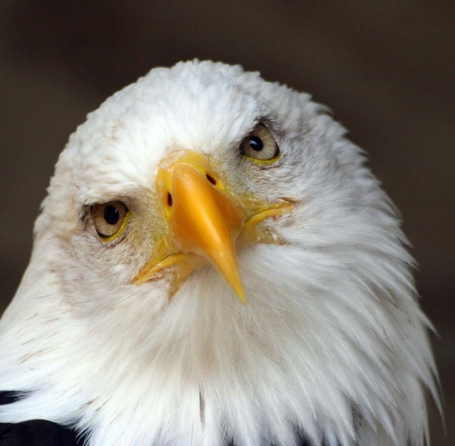 Белоголовый Орлан альбинос