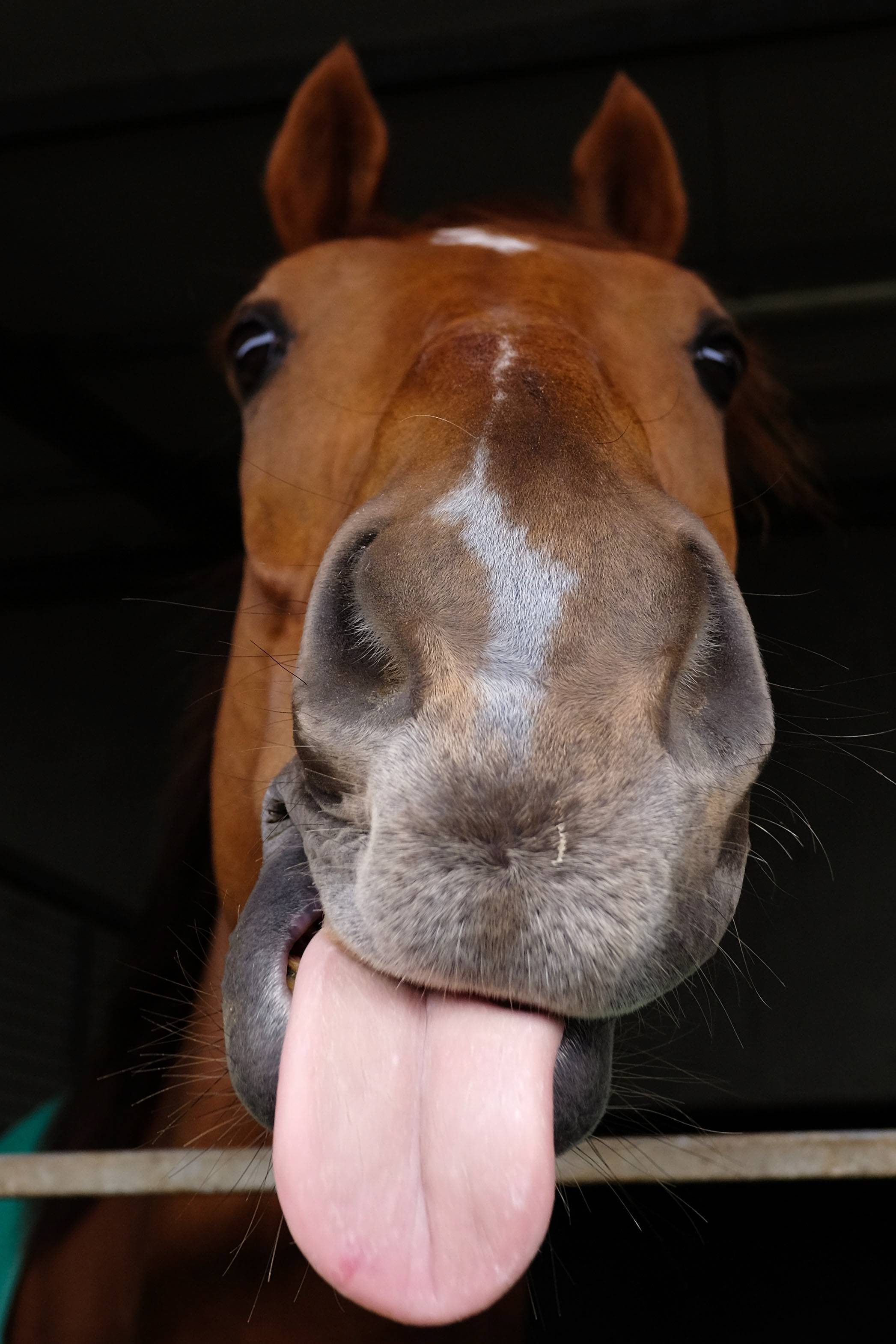 Лошадка язык. Смешная лошадь. Язык лошади. Лошадь с высунутым языком. Морда лошади.