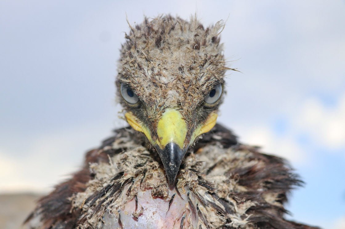 Орел Беркут птенцовая птица