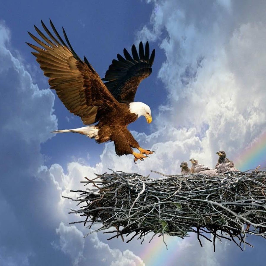 Орлиное гнездо птицы