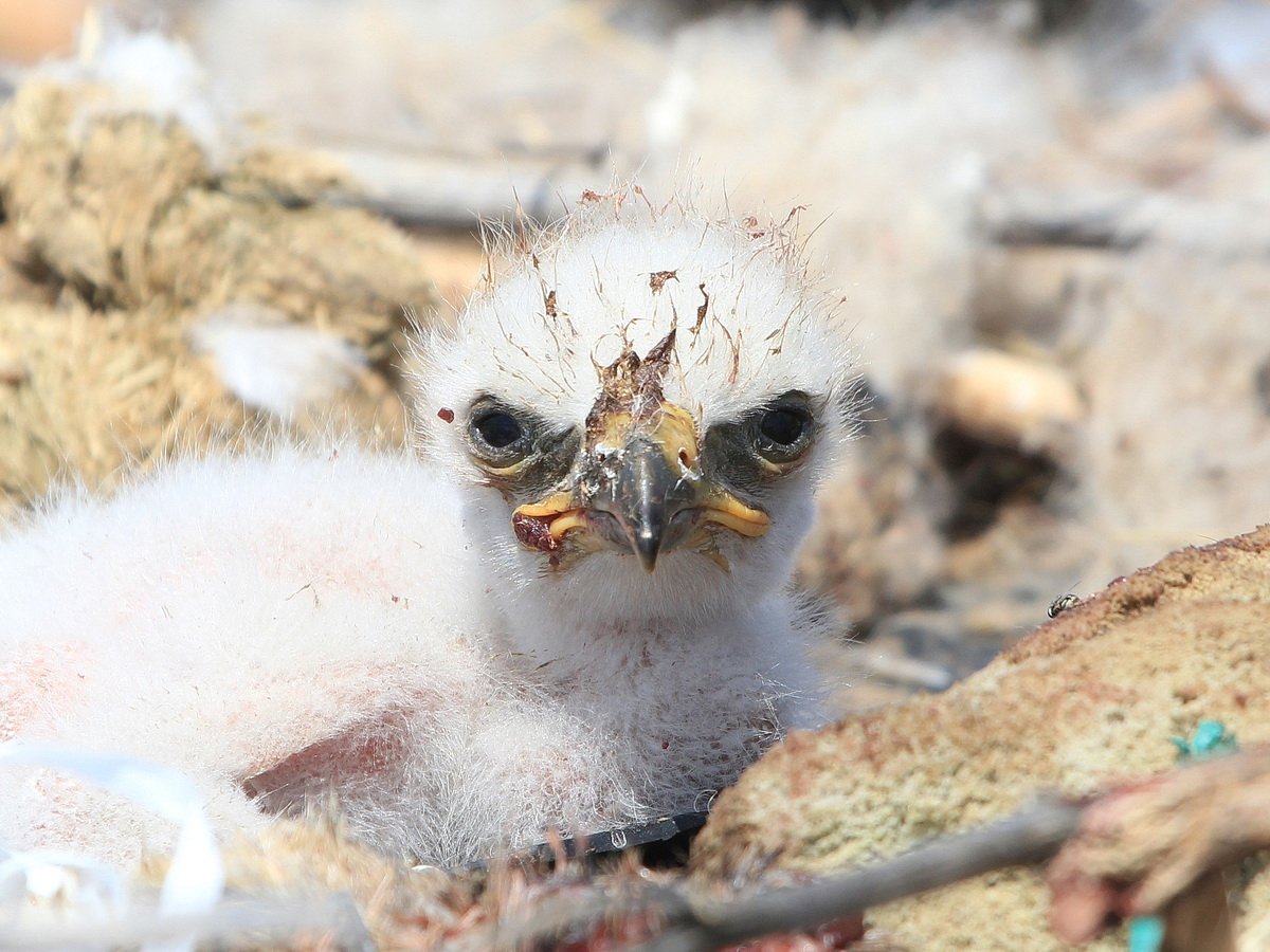 Орленок птенец