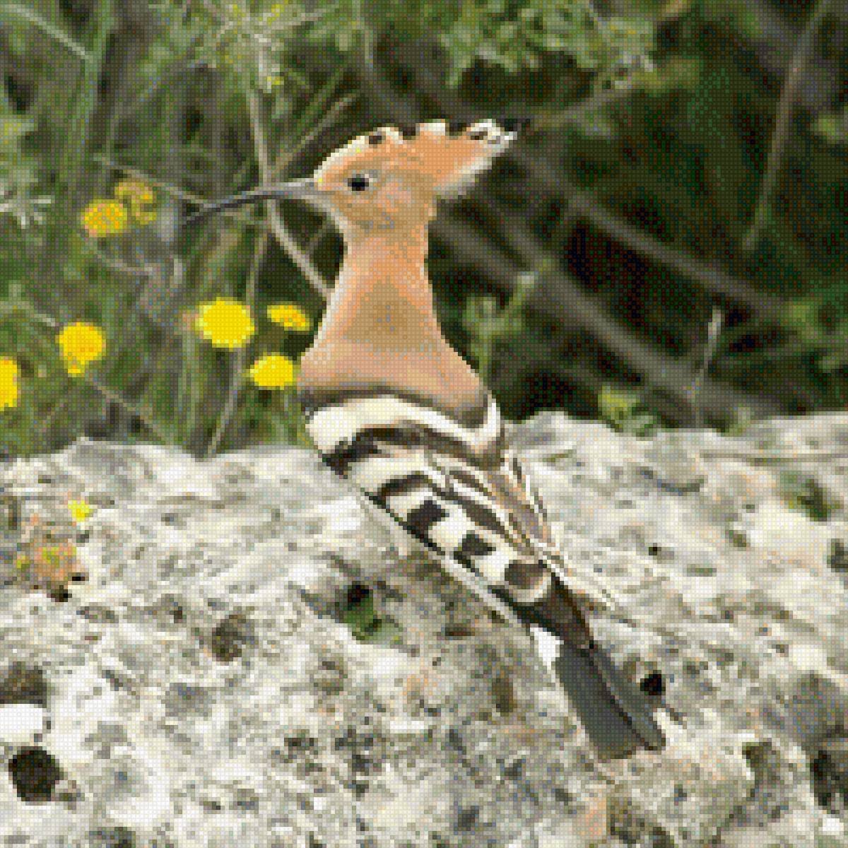 Кедровый свиристель