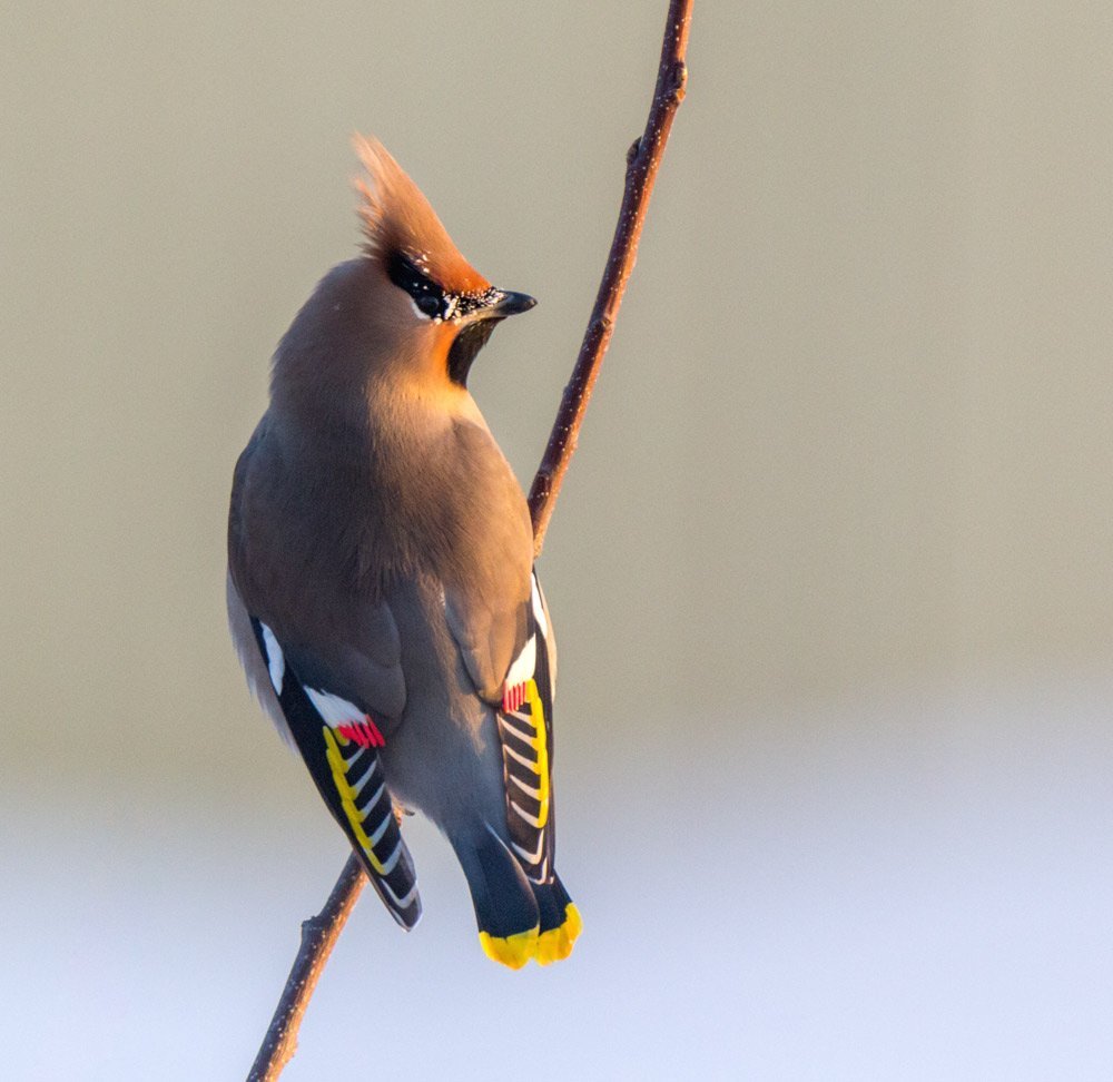 Хохлатая свиристель