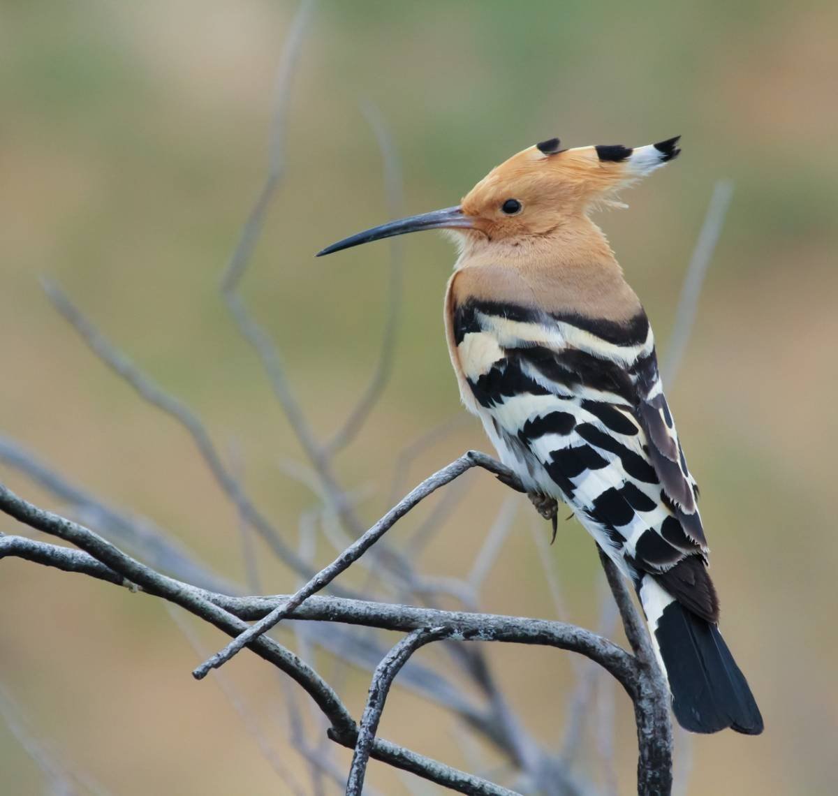 Чибис Vanellus Vanellus
