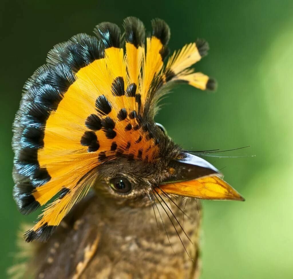 Хохлатая Пичуга птица