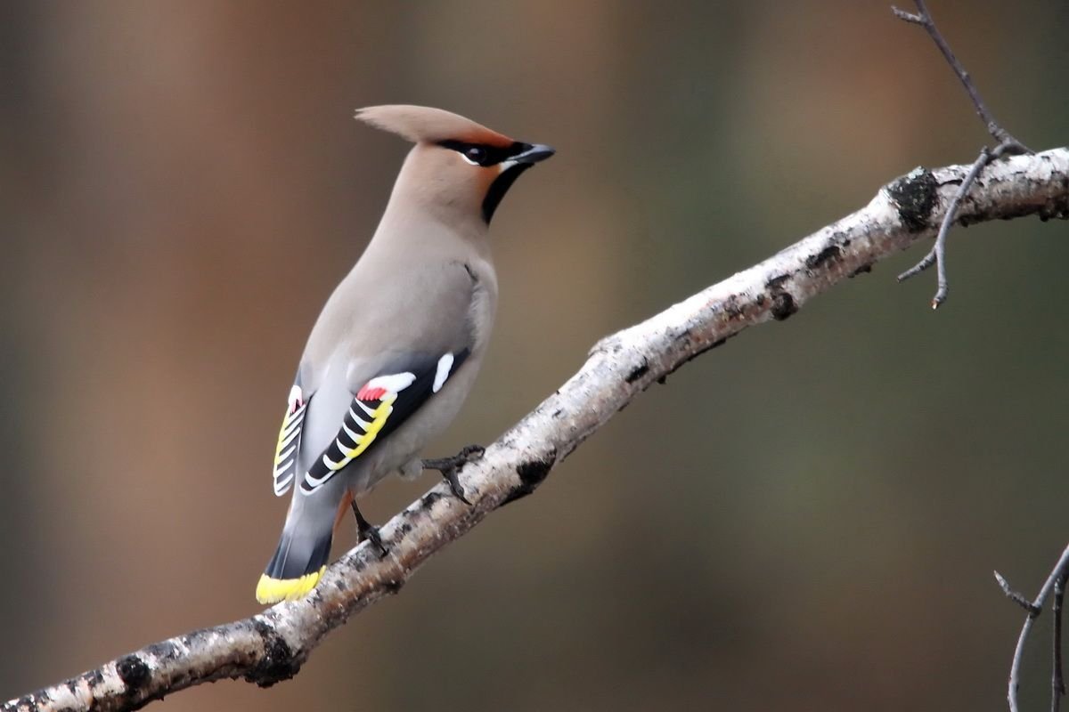 Свиристель обыкновенный