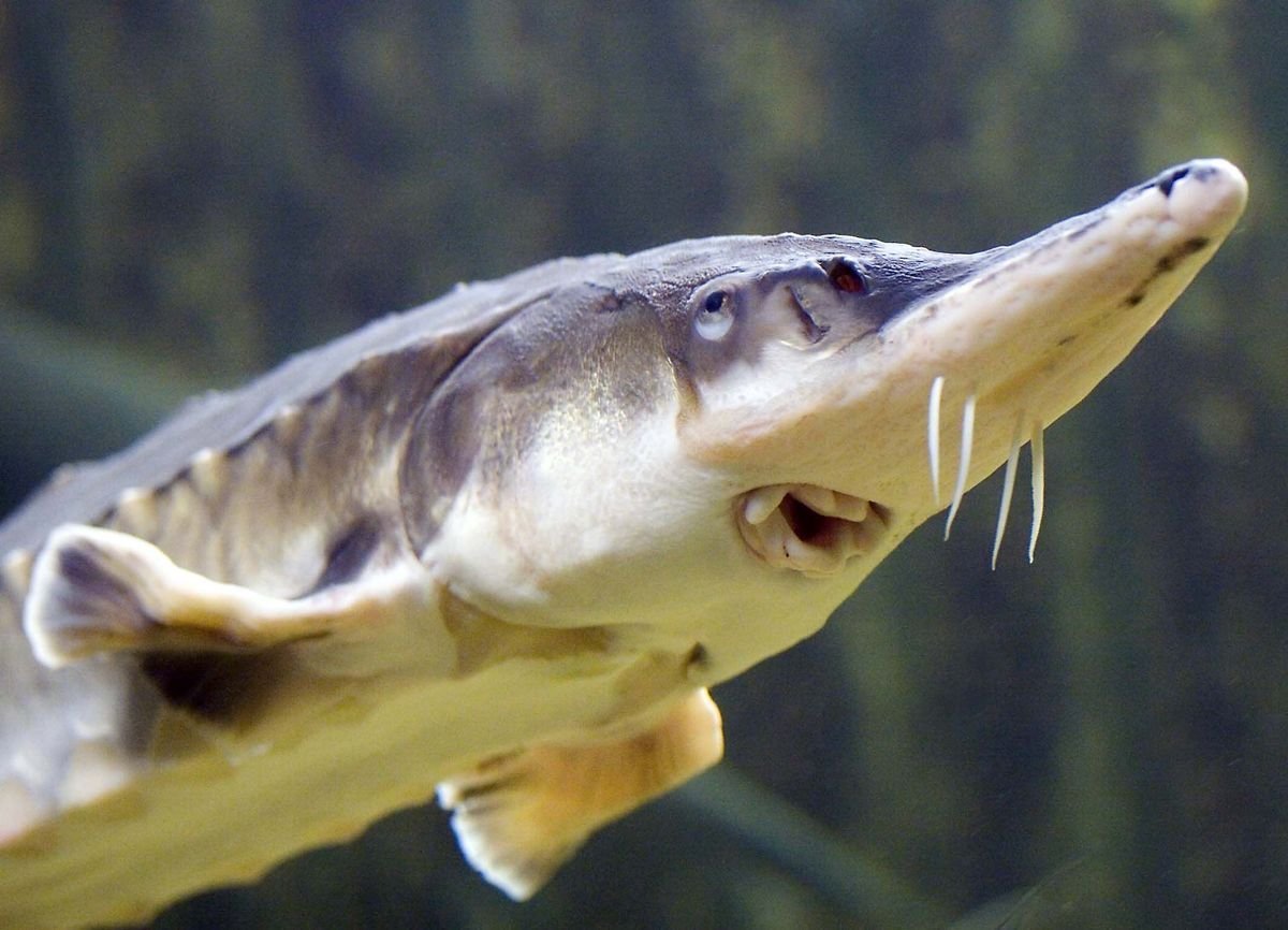 Веслонос аквариумная рыбка