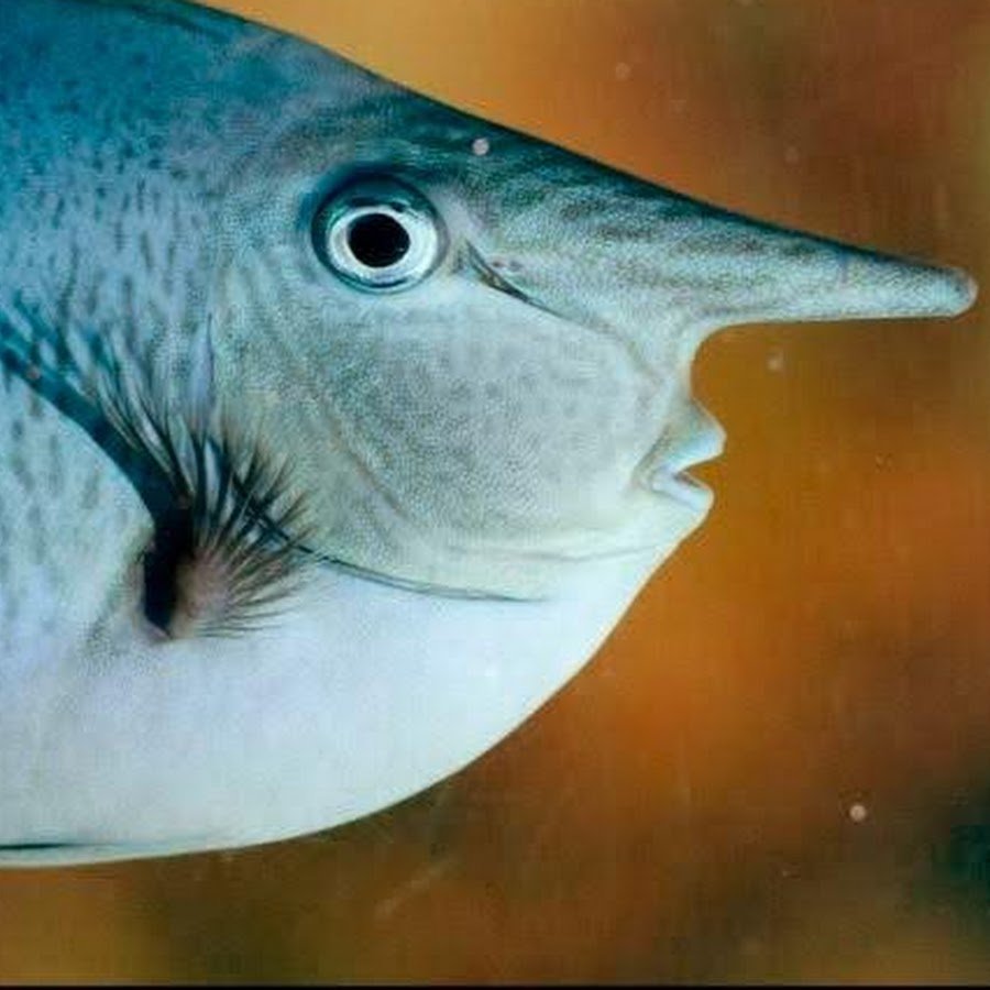 Рыба с длинным носом