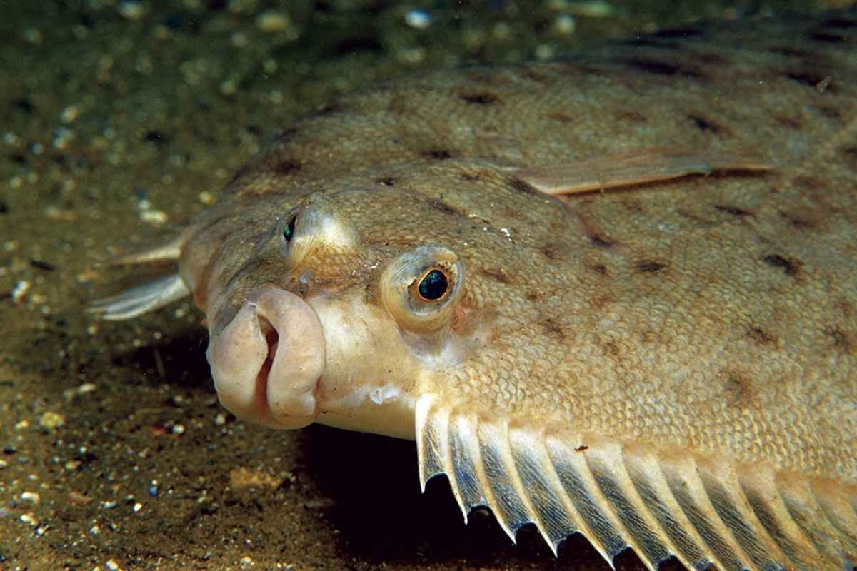 Расписной Единорог рыба