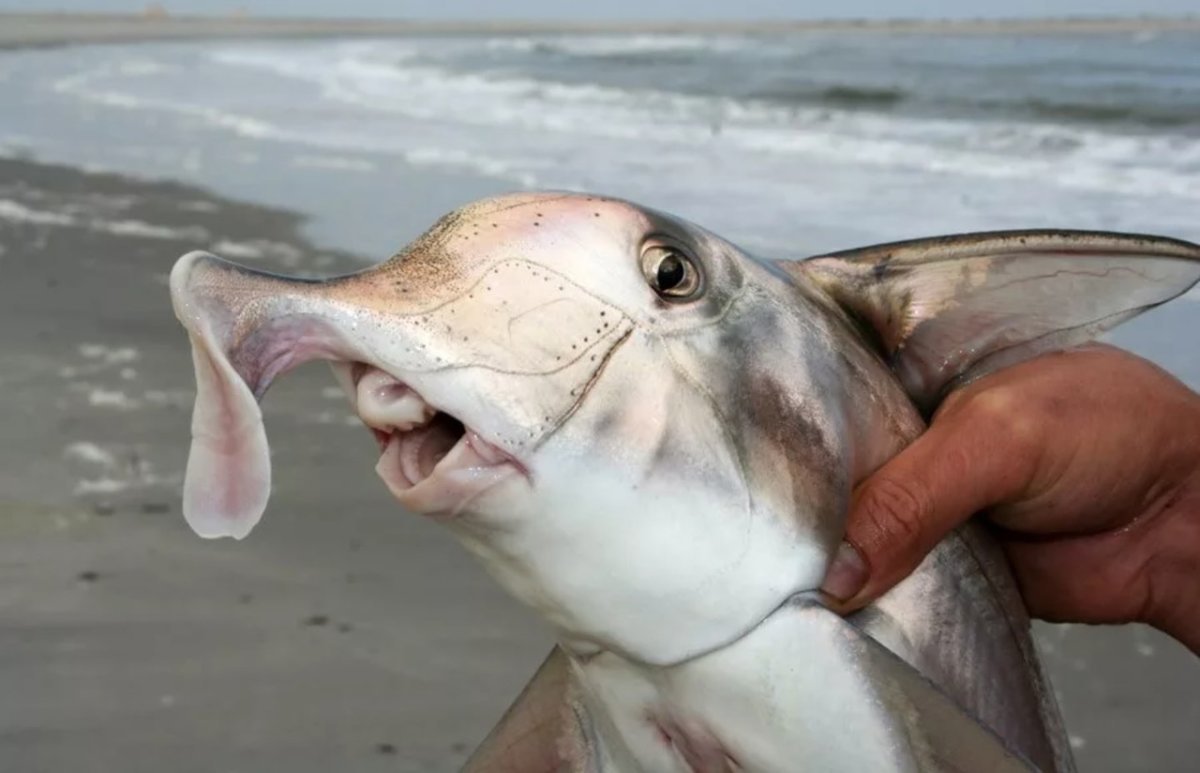 Глубоководные рыбы