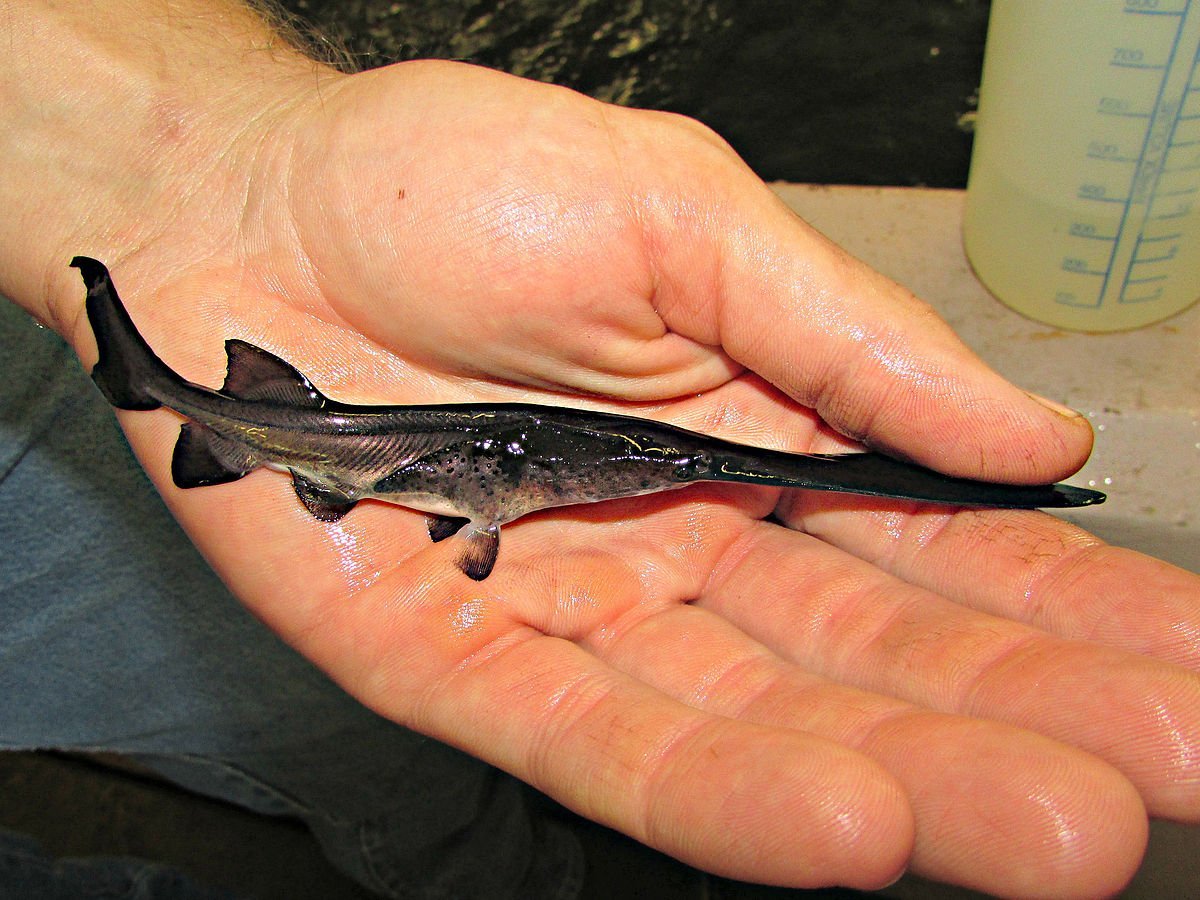 Осетрообразные Белуга