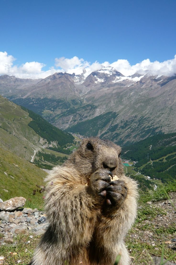 Баргузинский заповедник Сибирский горный козел