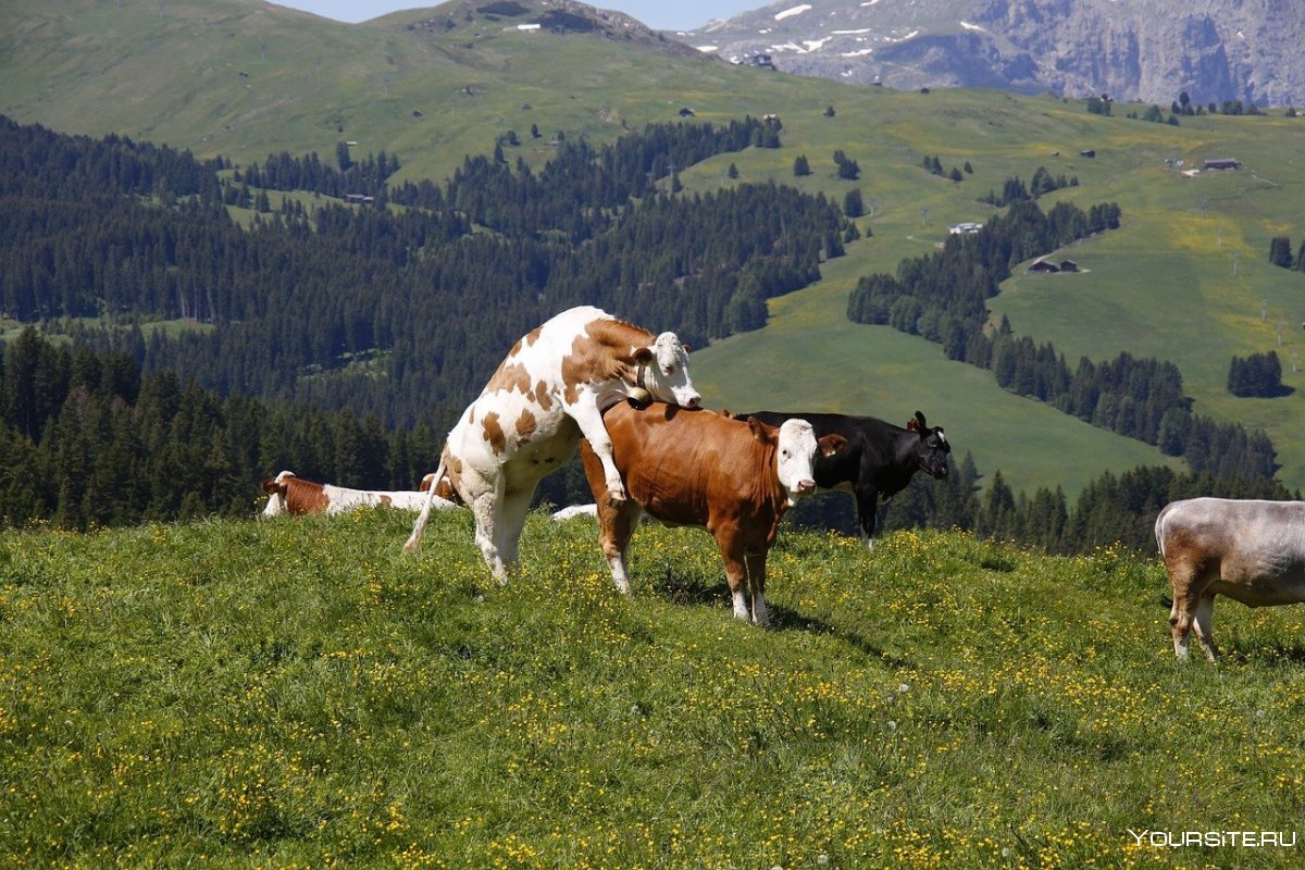 Альпийские Луга Швейцария Альпийские Луга Швейцария