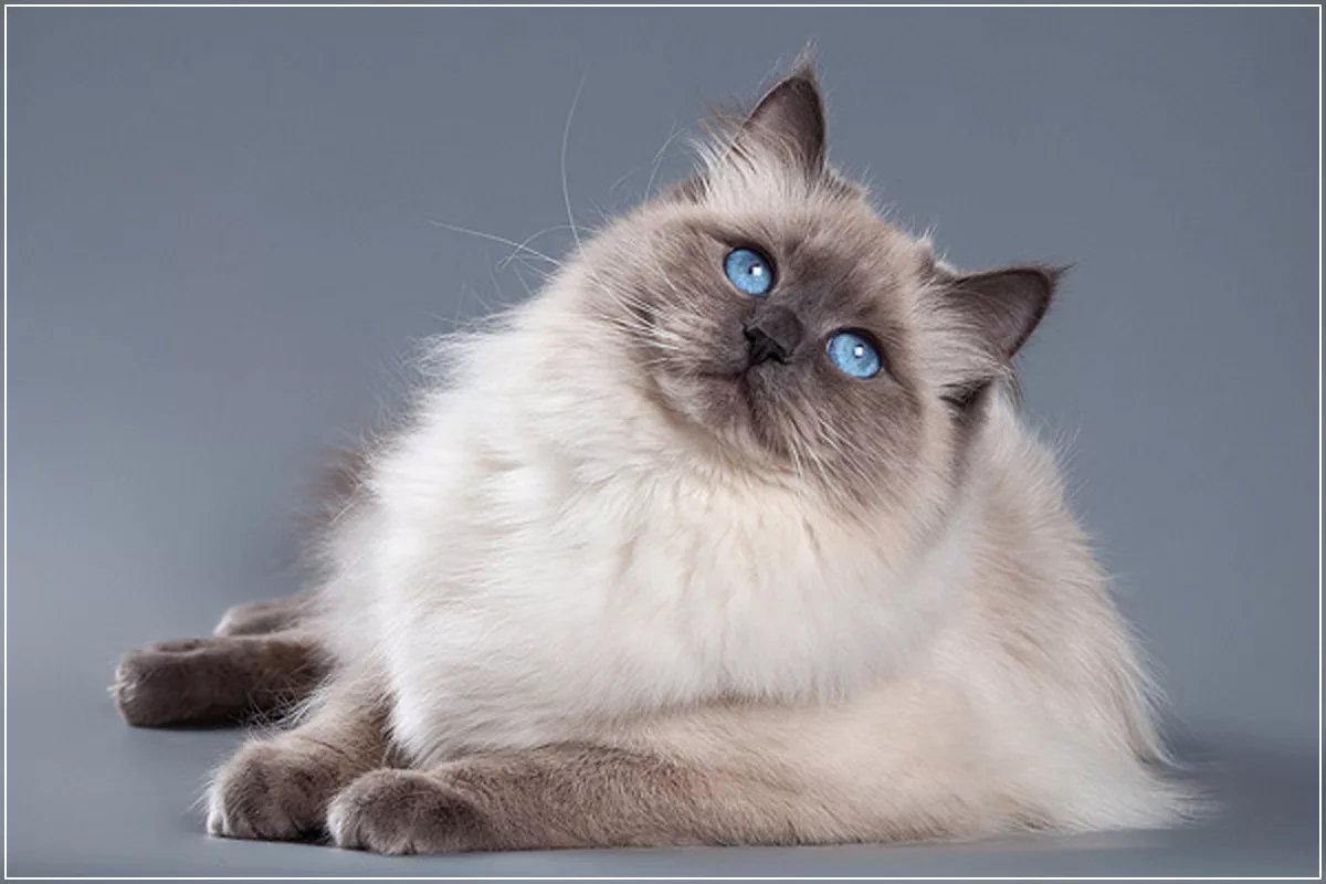 Окрас колор-Пойнт у кошек с голубыми глазами Рэгдолл