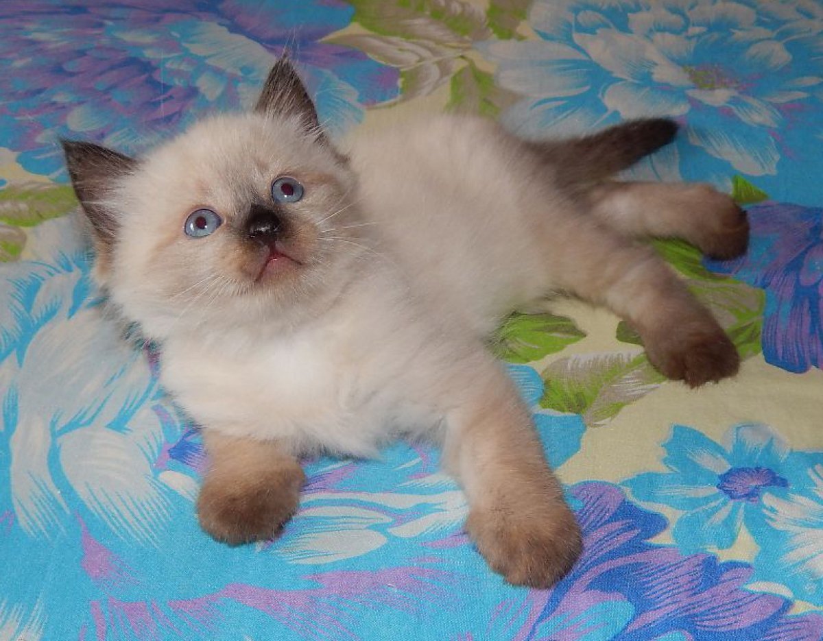 Невская маскарадная