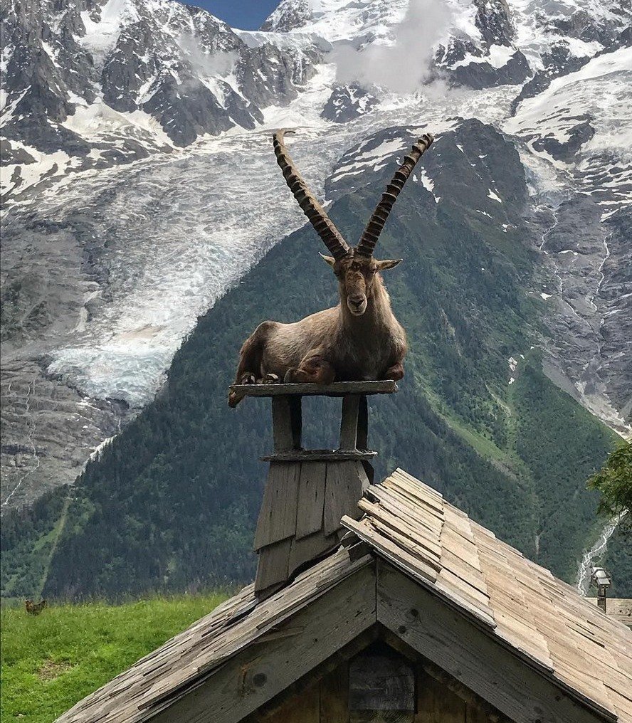 Альпийский горный Серна Швейцария