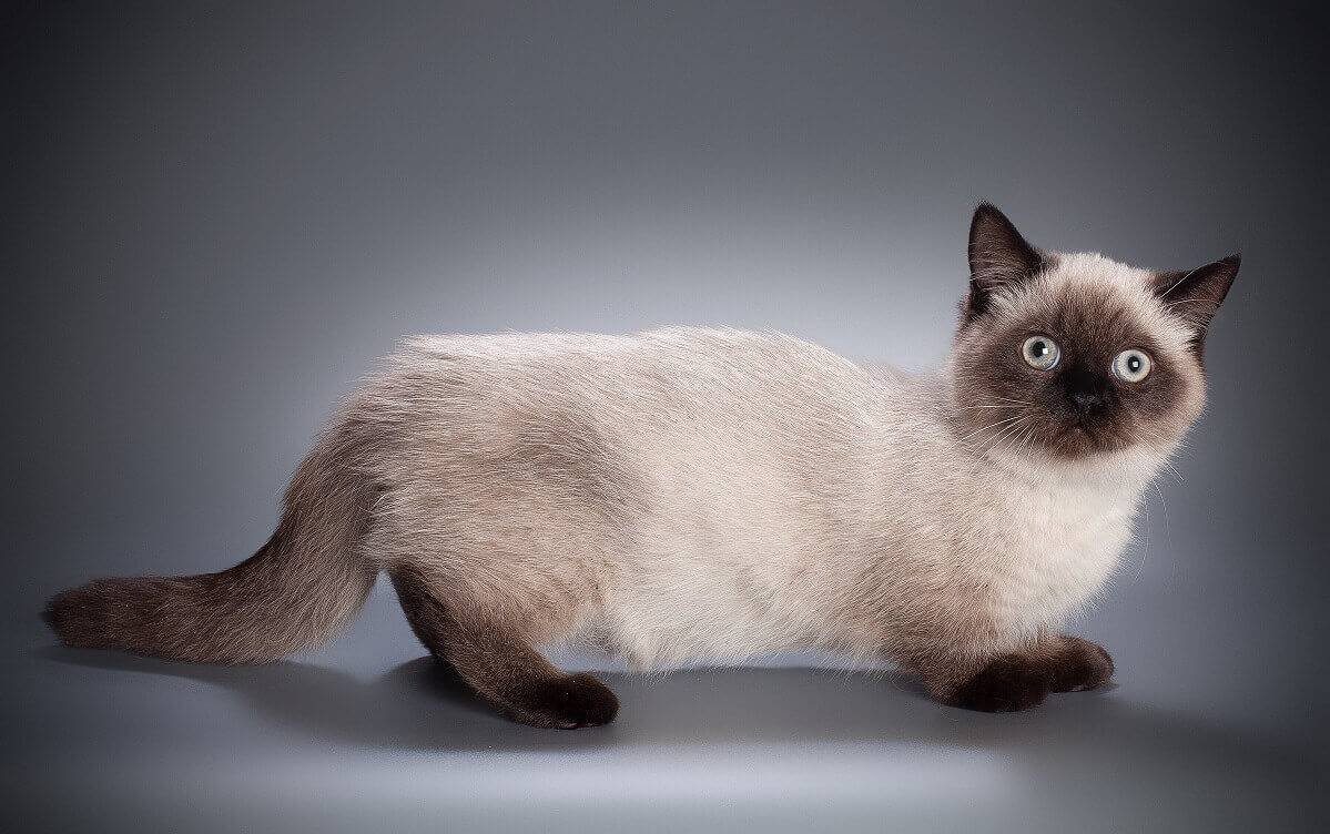 Тайская порода кошек