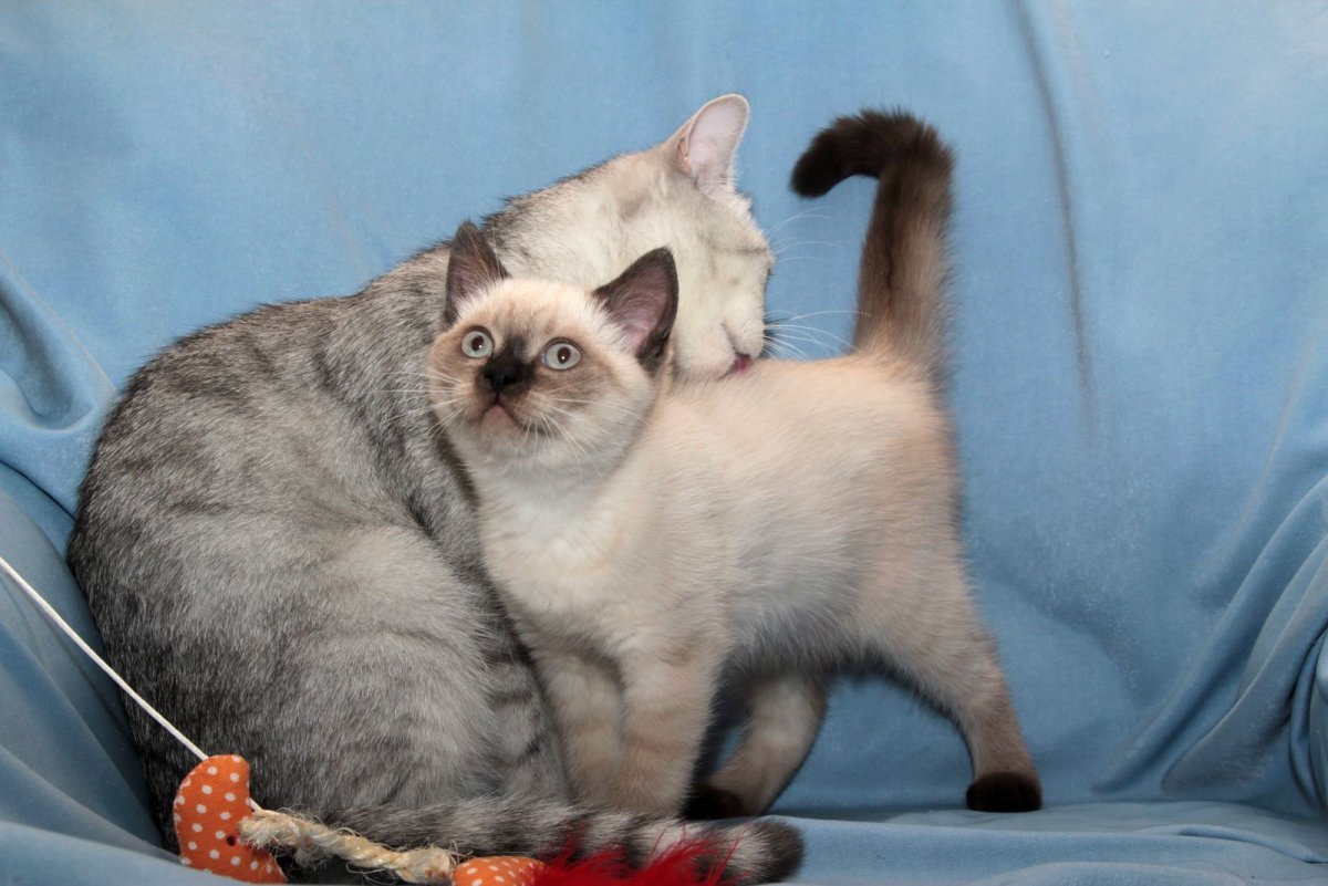 Колор Пойнт короткошерстный