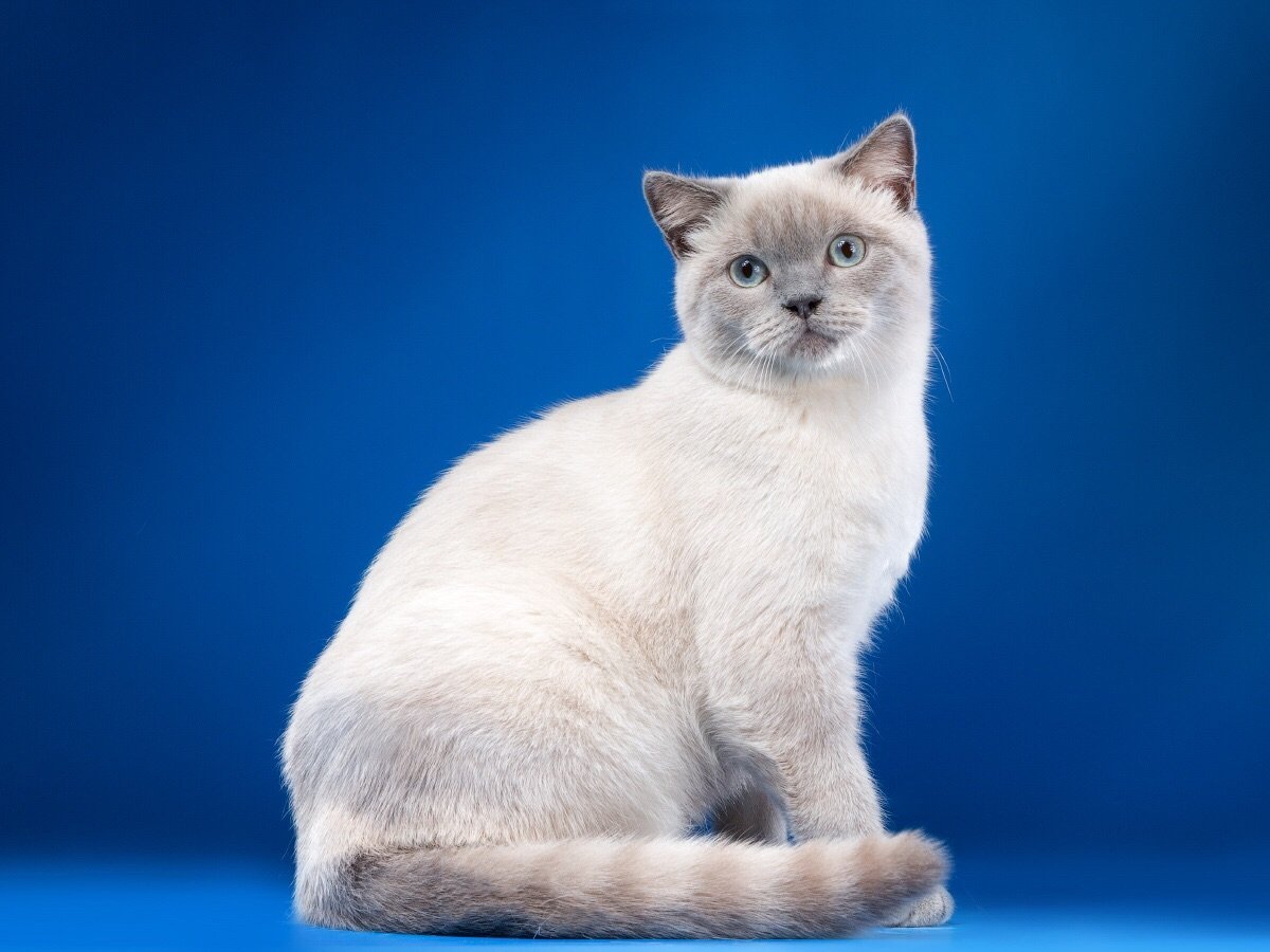 Британская кошка колорпоинт