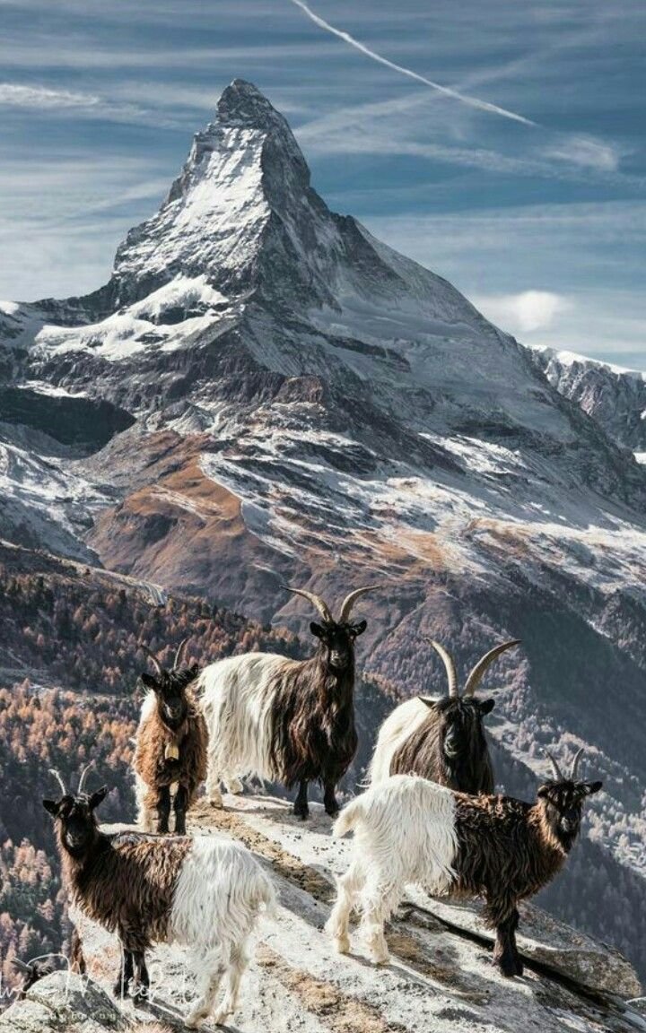 Горная овца Тоскана