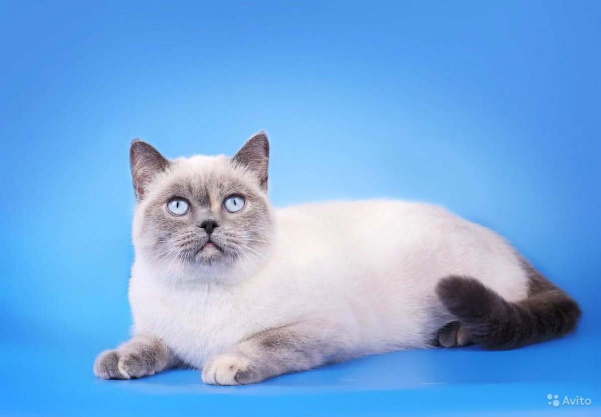 Гималайский колор Пойнт