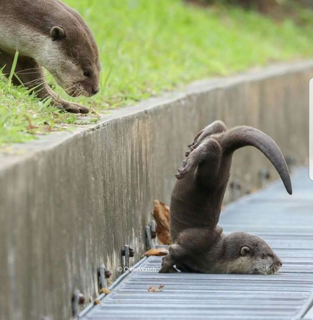 Выдра и котёнок