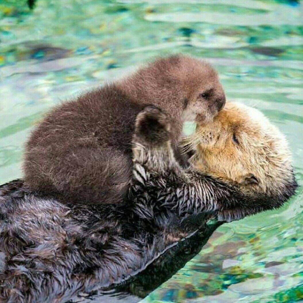 Калан тихий океан