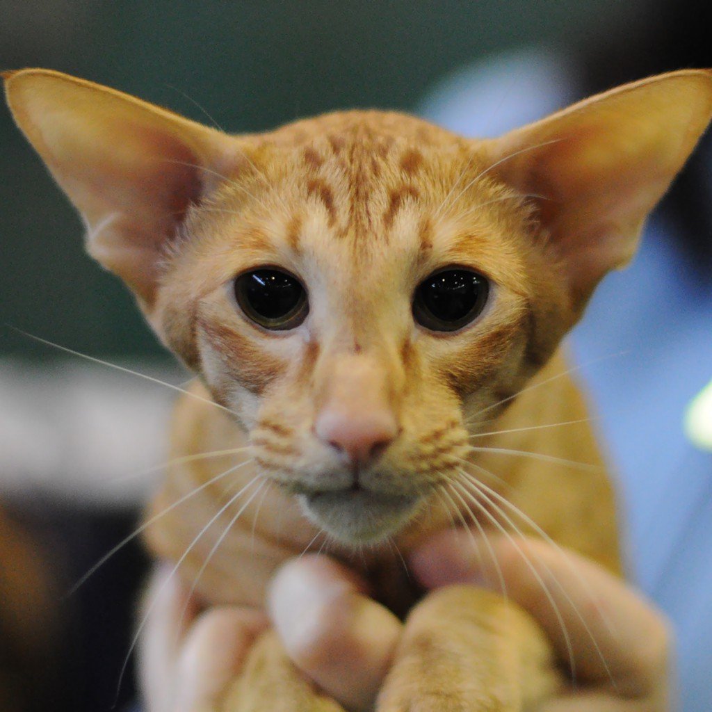 Ориентальная порода кошек