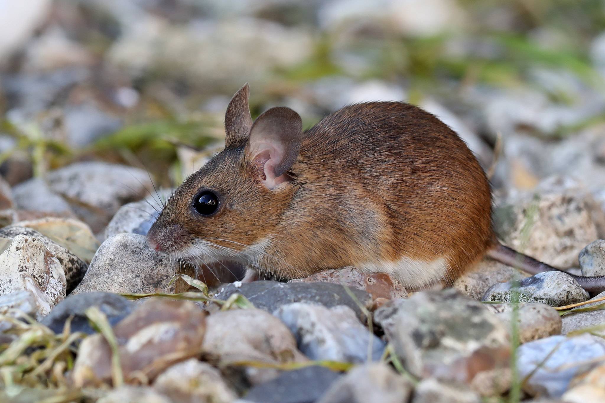 Лесная мышь. Лесная мышь (Apodemus sylvaticus). Полевая мышь Apodemus agrarius. Apodemus uralensis. Европейская Полевая мышь.
