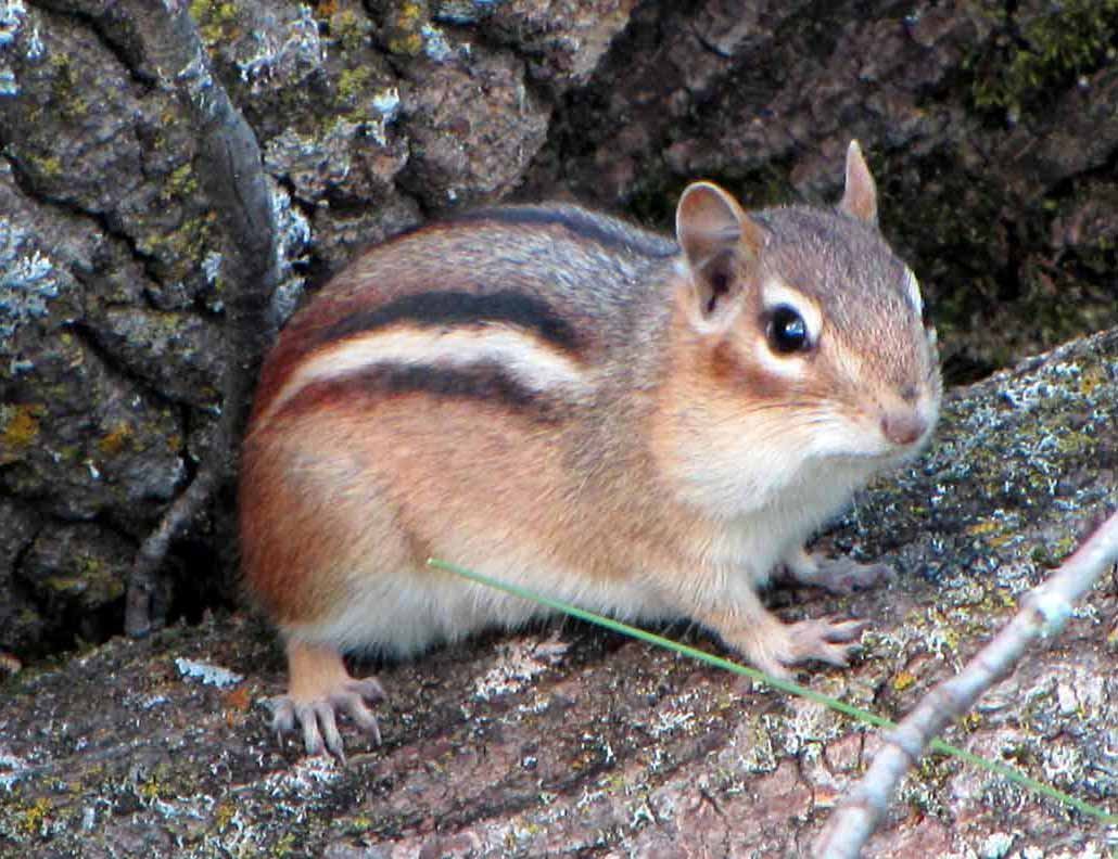 Белки Удмуртии