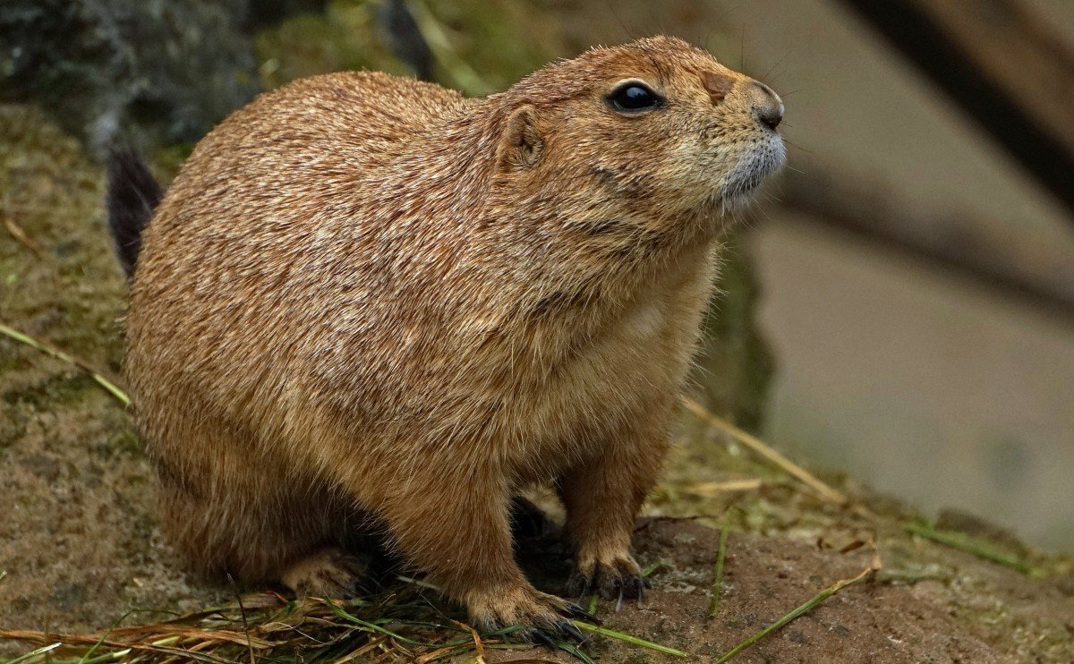 Звери Грызуны