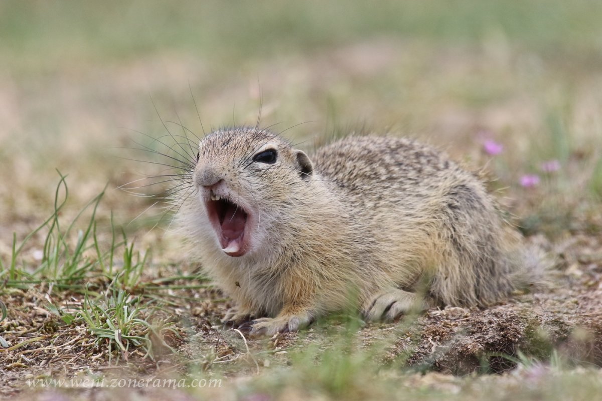 Хомяк в траве