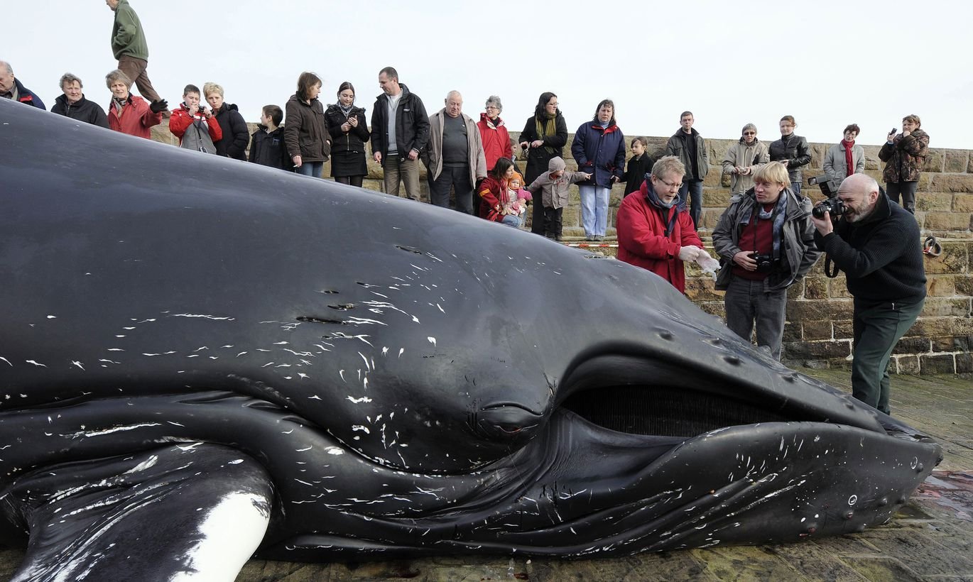 Сколько кит размер. Дыхало кашалота. Огромный кит. Самый большой синий кит. Самый большой кит Размеры.