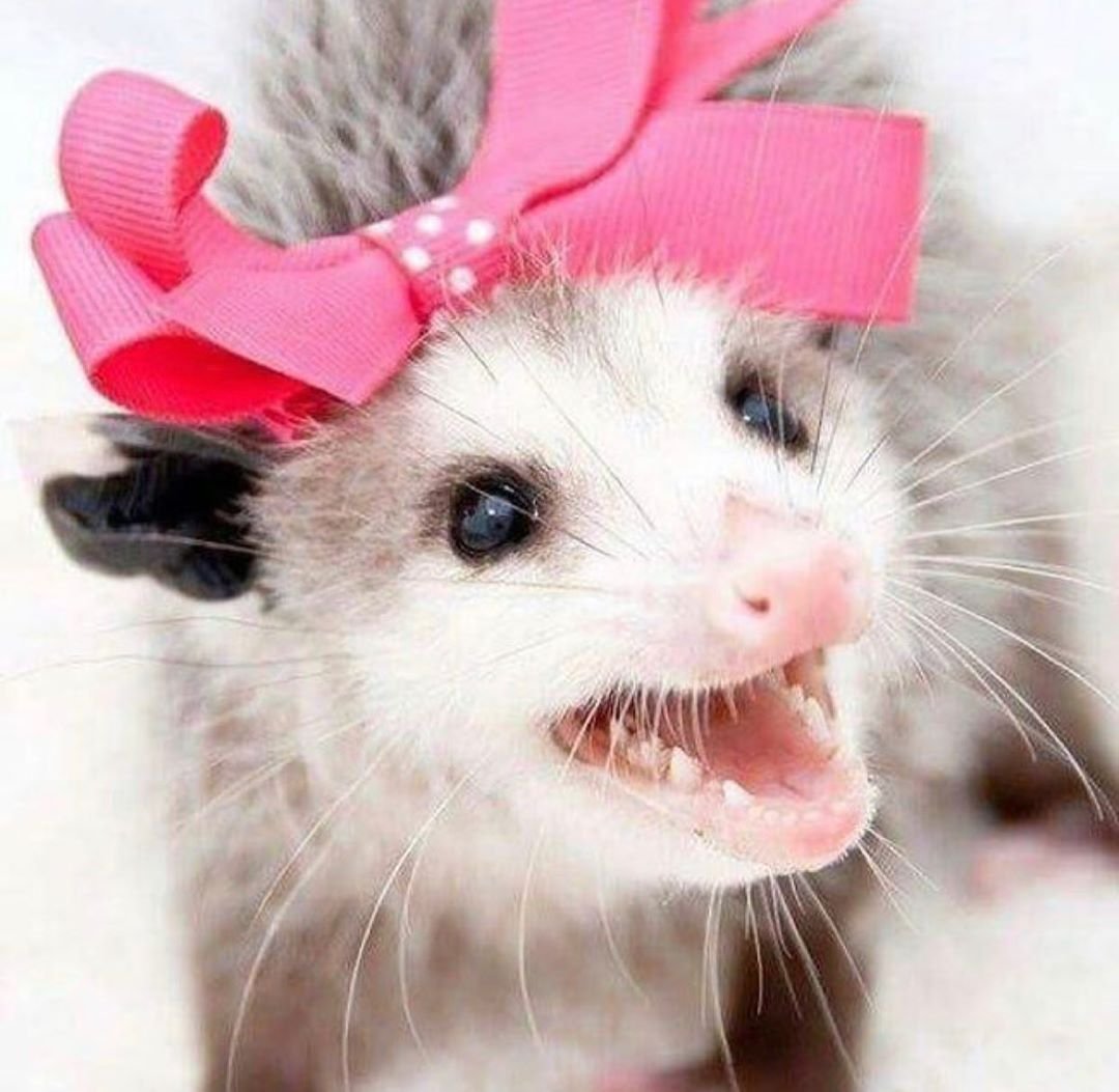 Милые опоссумы