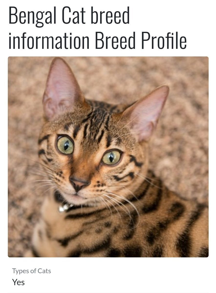 Бенгальский кот метис